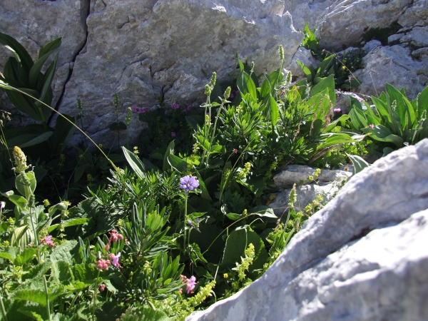 Campanula foliosa / Campanula meridionale